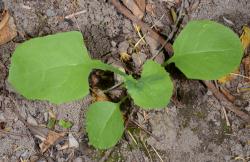 Image: P.B. Heenan © Landcare Research 2014 